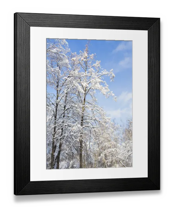 Framed Print : Winter landscape, high trees in snow on blue sky in sunny day in forest