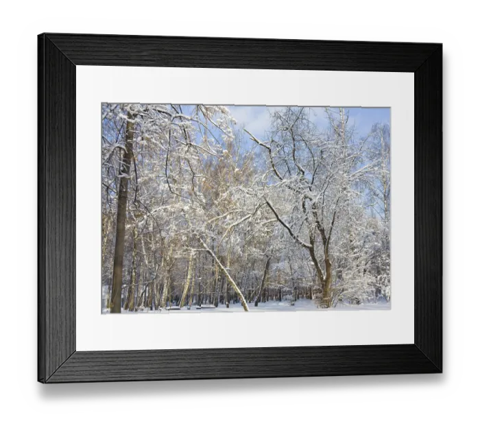 Framed Print : Winter landscape, park with big trees with branches in snow in sunny day with blue sky Framed Print : Winter landscape, park with big trees with branches in snow in sunny day with blue sky