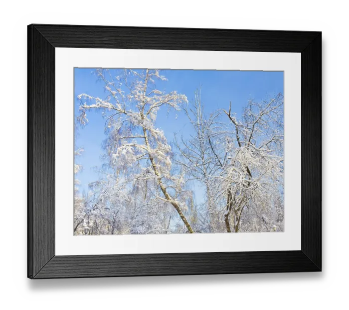 Framed Print : Winter landscape, big birch tree and other trees with branches covered by white snow on blue sky
