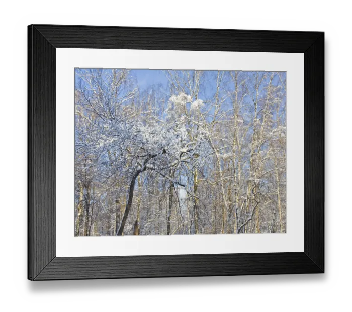 Framed Print : Winter landscape, trees in snow on blue sky