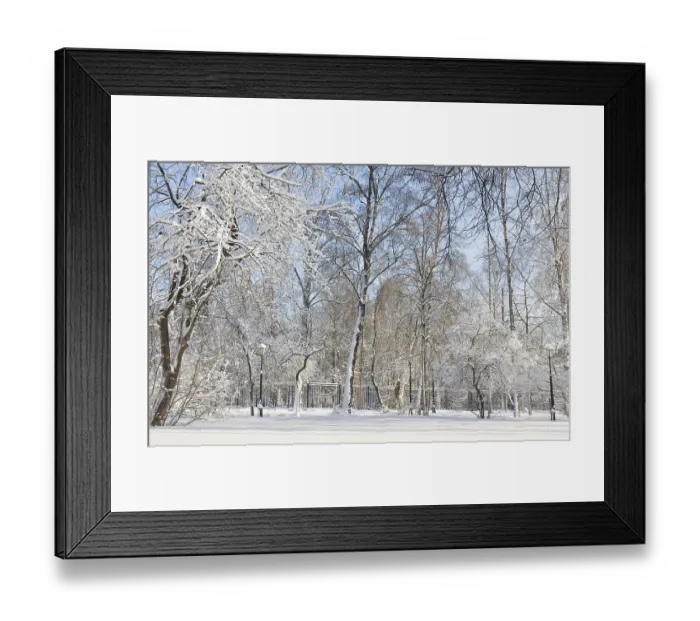 Framed Print : Winter landscape, trees covered with snow in park in sunny day