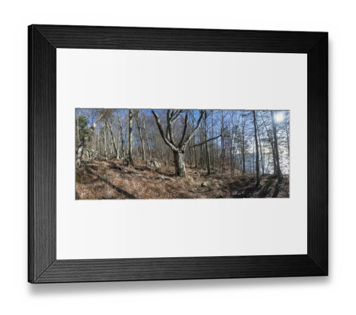 Framed Print : Beech Forest in early spring by Omberg natural reserv Framed Print : Beech Forest in early spring by Omberg natural reserv