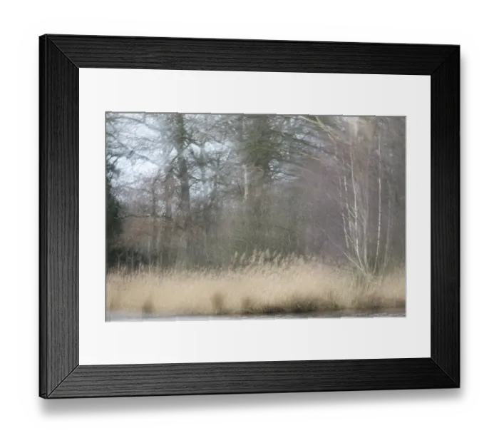 Framed Print : Forest with English oaks (Quercus robur) and sand birches (Betula pendula) Framed Print : Forest with English oaks (Quercus robur) and sand birches (Betula pendula)