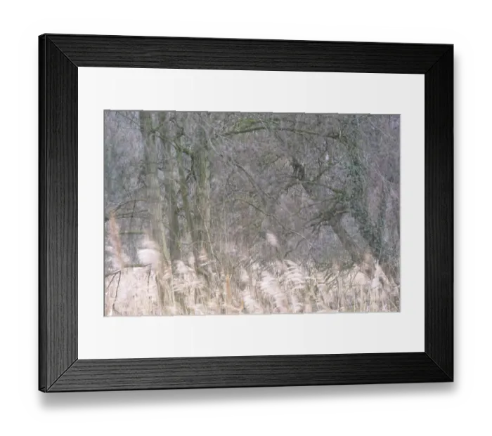 Framed Print : Forest with English oaks (Quercus robur) Framed Print : Forest with English oaks (Quercus robur)