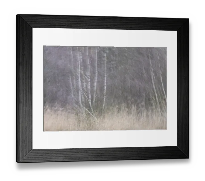 Framed Print : Forest with sand birch trees (Betula pendula)
