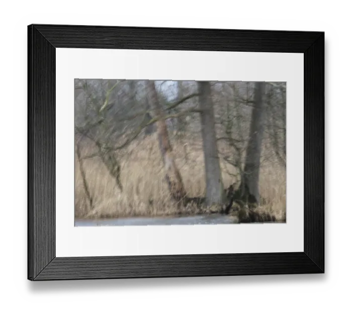 Framed Print : Forest with English oaks (Quercus robur)