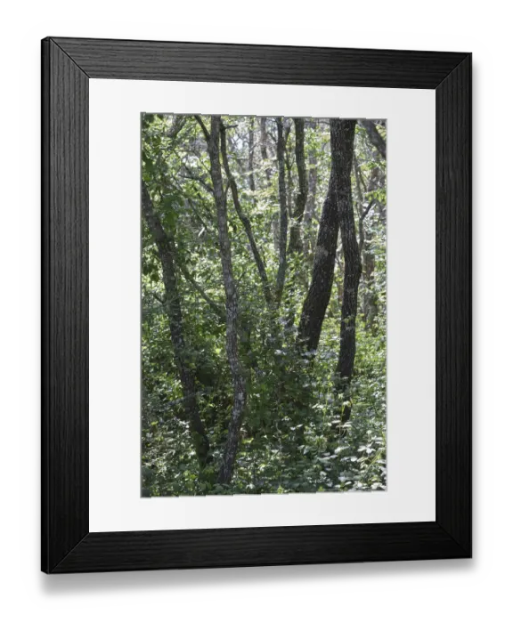 Framed Print : Forest with Portuguese oak (Quercus faginea)