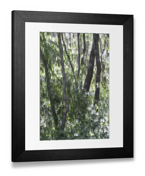 Framed Print : Forest with Portuguese oak (Quercus faginea)
