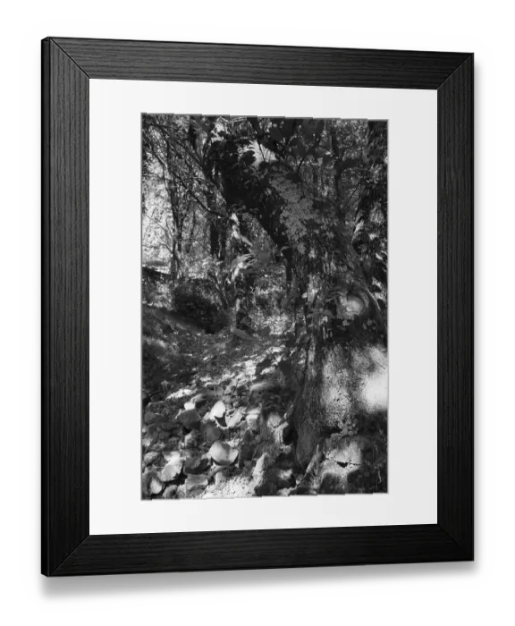 Framed Print : Old holm oak (Quercus ilex), forest