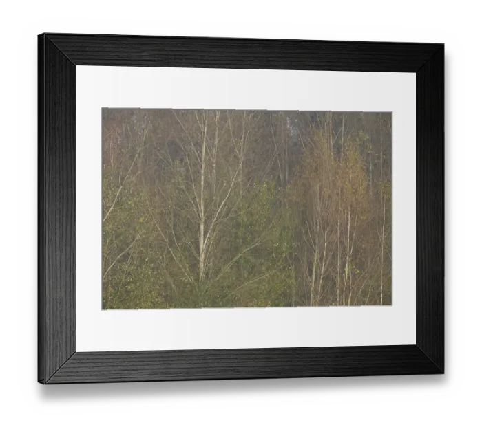 Framed Print : Autumn forest with sand birch (Betula pendula)