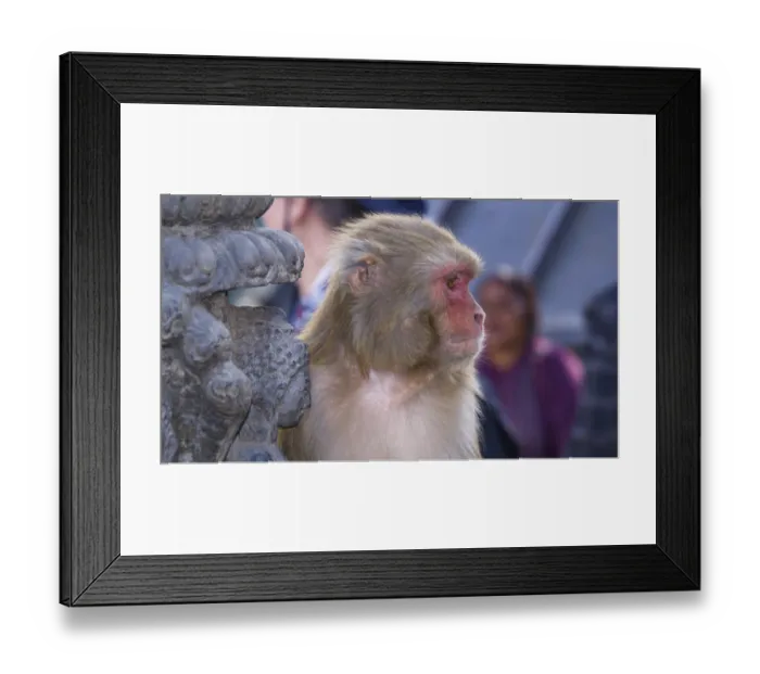 Framed Print : A rhesus monkey (Macaca mulatta) leans thoughtfully against a stone temple decoration Framed Print : A rhesus monkey (Macaca mulatta) leans thoughtfully against a stone temple decoration