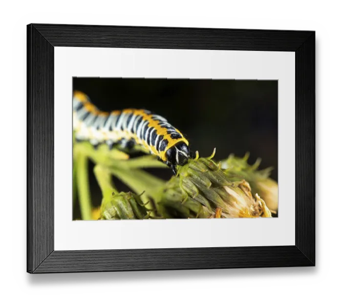 Framed Print : Cucullia lactucae aka Lettuce shark has beautyful caterpillar Framed Print : Cucullia lactucae aka Lettuce shark has beautyful caterpillar