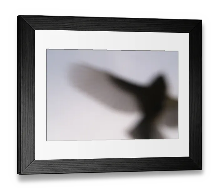 Framed Print : Flying great tit (Parus major)