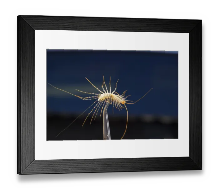 Framed Print : Scutigera Coleoptera Clamped in tweezers Framed Print : Scutigera Coleoptera Clamped in tweezers