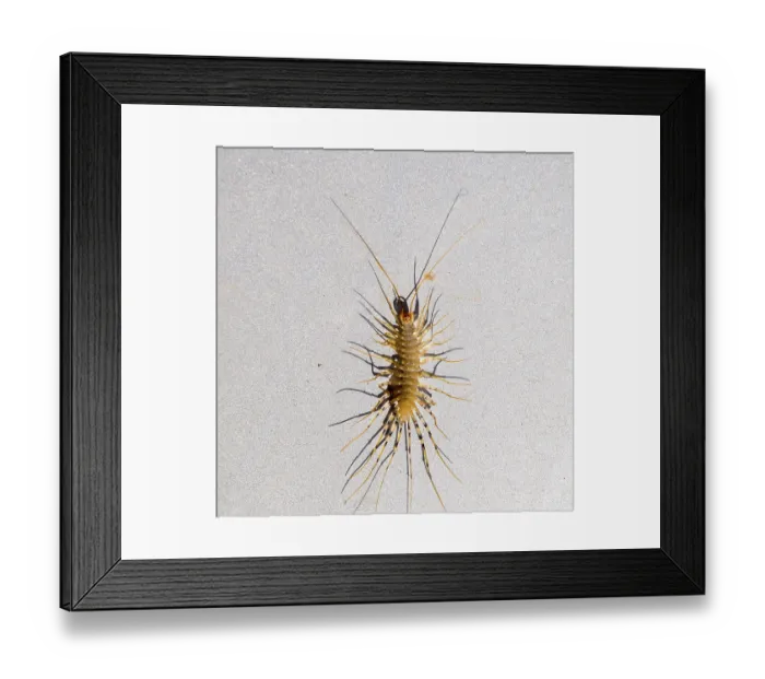 Framed Print : The Flycatcher. Scutigera coleoptrata