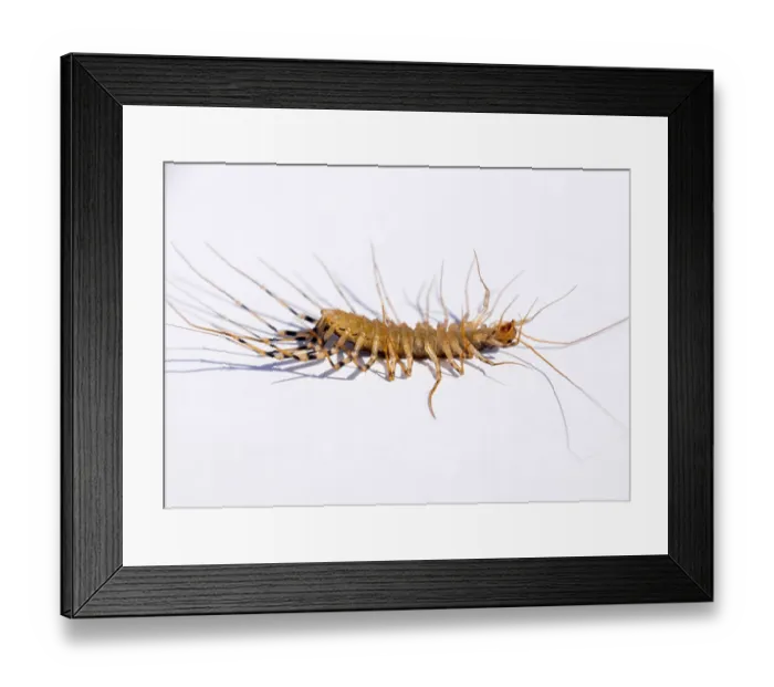 Framed Print : Centipede flycatcher, insect predator