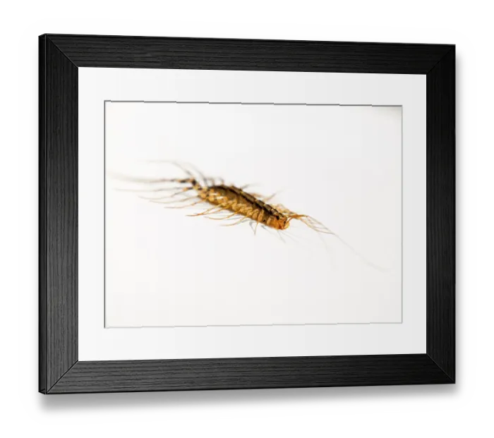 Framed Print : The Flycatcher. Scutigera coleoptrata
