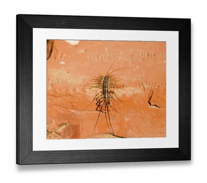Framed Print : The Flycatcher. Scutigera coleoptrata Framed Print : The Flycatcher. Scutigera coleoptrata
