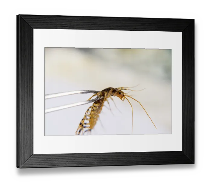 Framed Print : Scutigera Coleoptera Clamped in tweezers