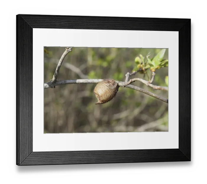Framed Print : Ootheca hierodula transcaucasica on a branch