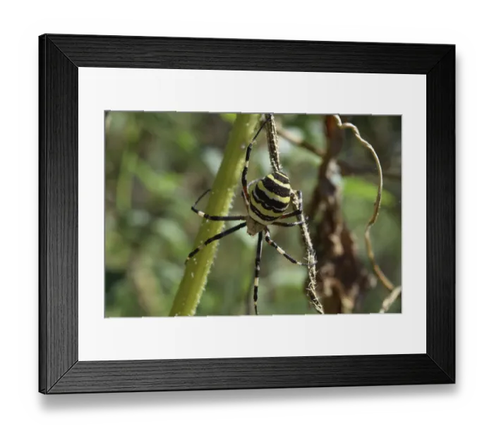 Framed Print : Argiopa Spider on the web. Arachnid predator
