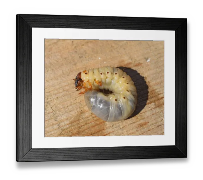 Framed Print : The larvae of the May beetle. Cheburgolskaya