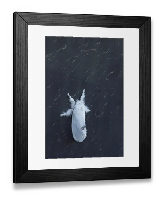 Framed Print : Close-up of moth on wall, in early summer morning