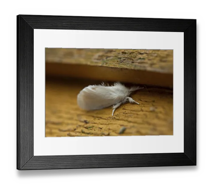 Framed Print : Close-up of moth on wall, in early summer morning