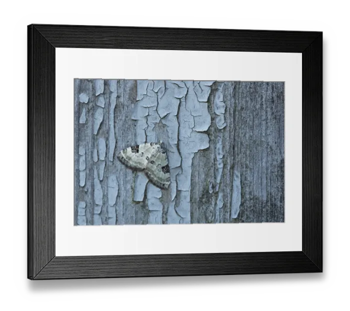 Framed Print : Close-up of Mottled Gray Carpet moth (cladara limitaria) on wall