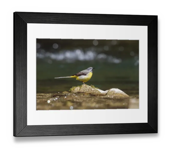 Framed Print : Grey wagtail (Motacilla cinerea) Framed Print : Grey wagtail (Motacilla cinerea)