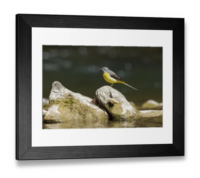 Framed Print : Grey wagtail (Motacilla cinerea) Framed Print : Grey wagtail (Motacilla cinerea)
