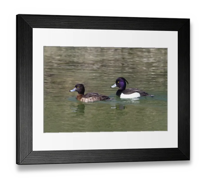 Framed Print : Tufted ducks (Aythya fuligula) Framed Print : Tufted ducks (Aythya fuligula)
