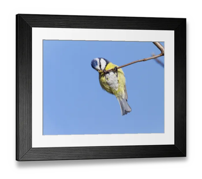 Framed Print : Blue tit (Cyanistes caeruleus)
