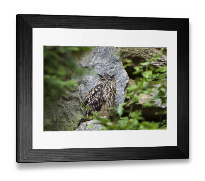 Framed Print : Eurasian Eagle-owl winking (Bubo bubo)