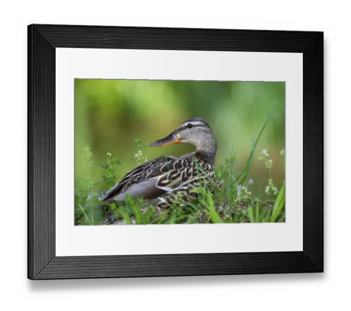 Framed Print : Mallard (Anas platyrhynchos), female sitting in the grass and looking around Framed Print : Mallard (Anas platyrhynchos), female sitting in the grass and looking around