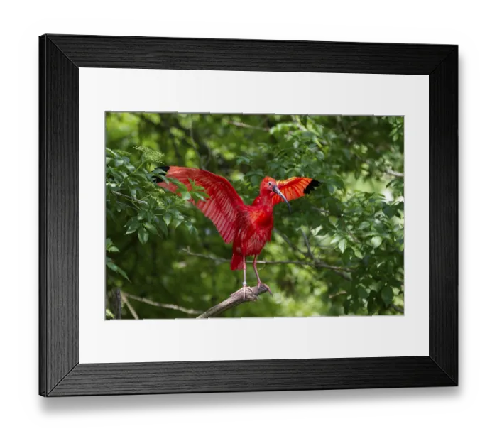 Framed Print : Scarlet Ibis (Eudocimus ruber)