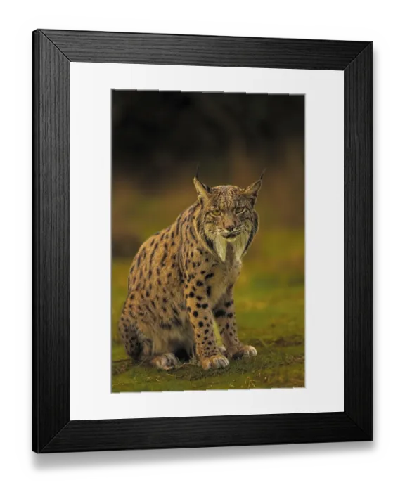 Framed Print : Common Lynx, Iberian Lynx, Lynx pardinus