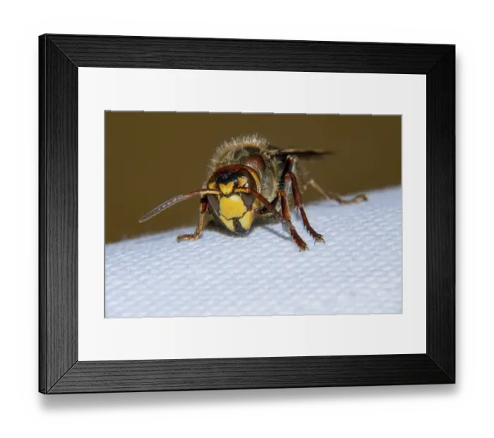 Framed Print : European hornet is a very large wasp