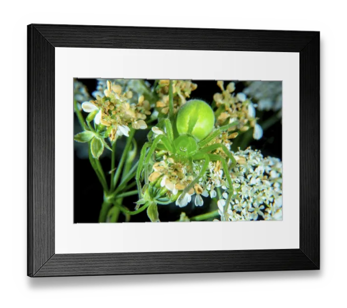 Framed Print : Micrommata virescen ore Green huntsman spider