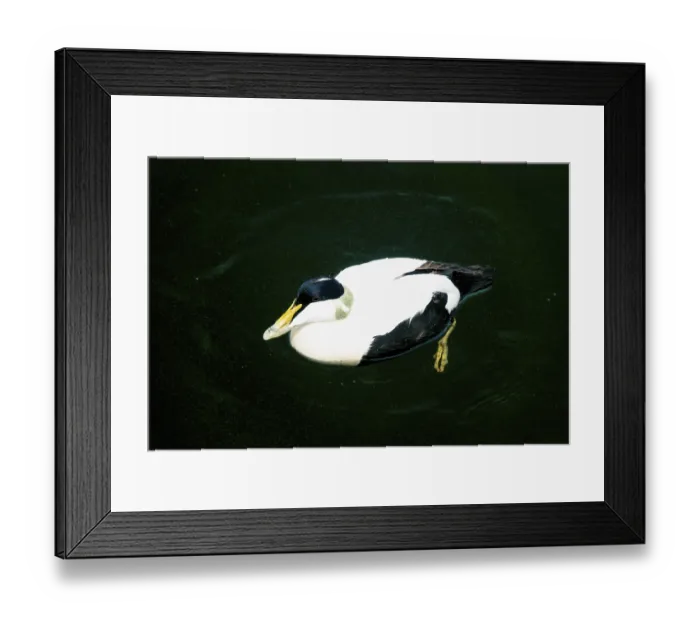 Framed Print : Common Eider Drake swimming on the surface Framed Print : Common Eider Drake swimming on the surface