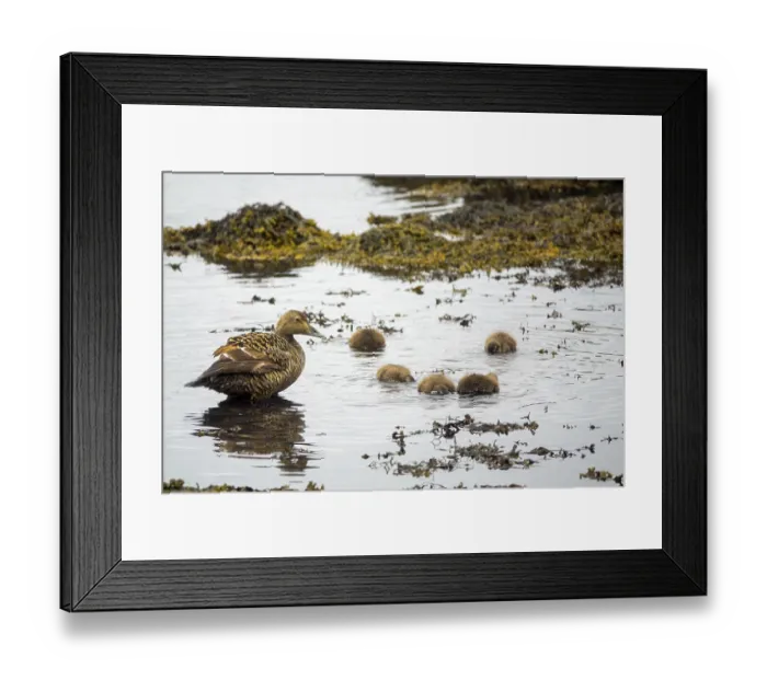 Framed Print : Common Eider hen with ducklings Framed Print : Common Eider hen with ducklings