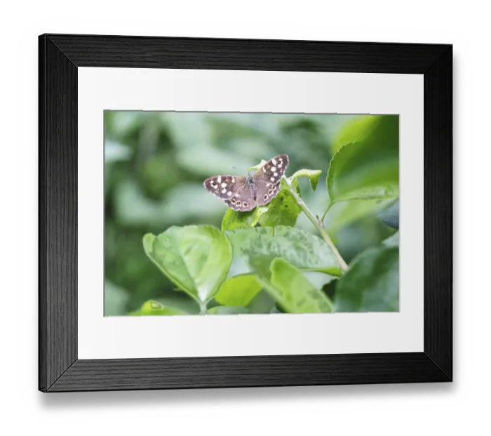 Framed Print : Forest board game (Pararge aegeria)