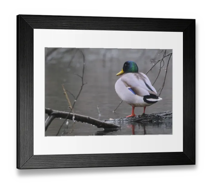 Framed Print : Male mallard, mallard drake (Anas platyrhynchos)