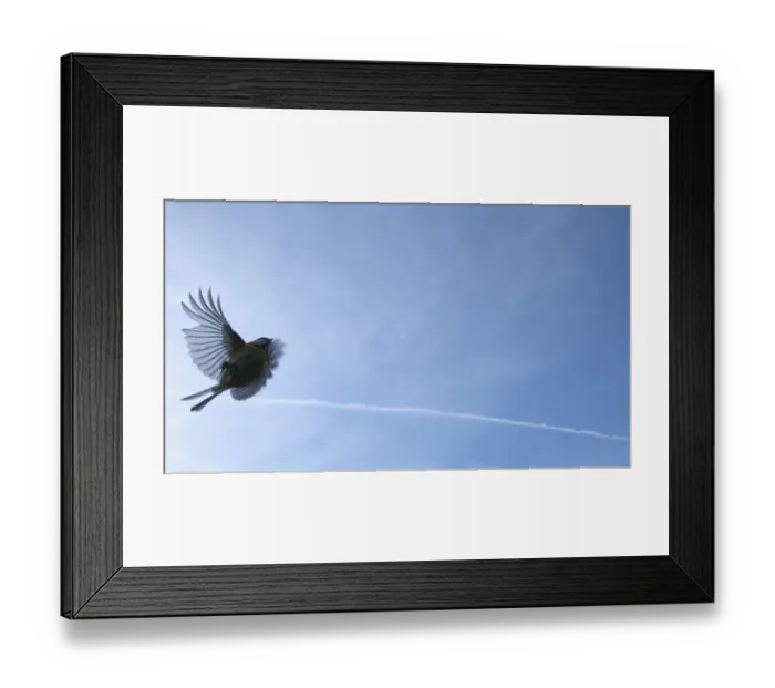 Framed Print : Flying blue tit (Cyanistes caeruleus)
