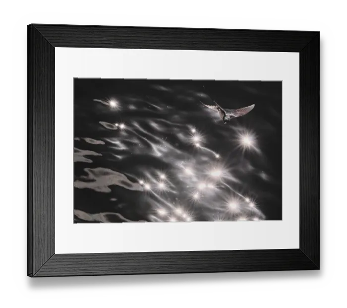 Framed Print : Barn Swallow (Hirundo rustica) flying just above the water surface