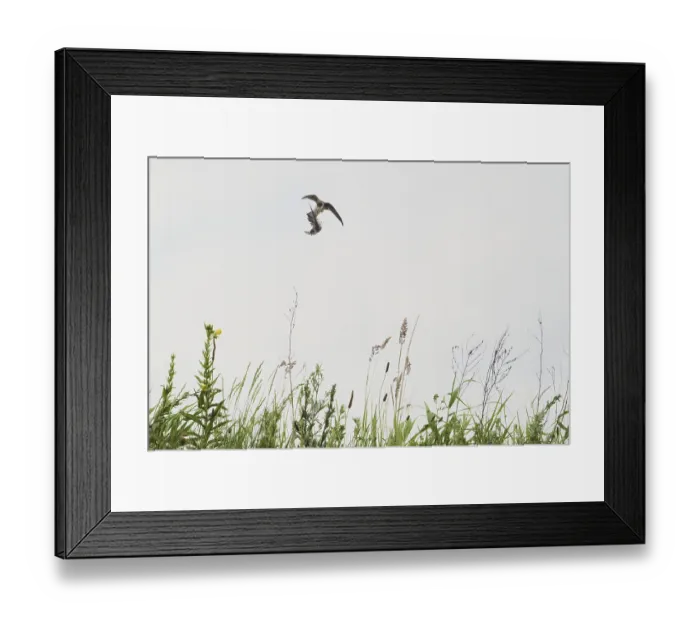 Framed Print : Sand martins (Riparia riparia) flying over a meadow