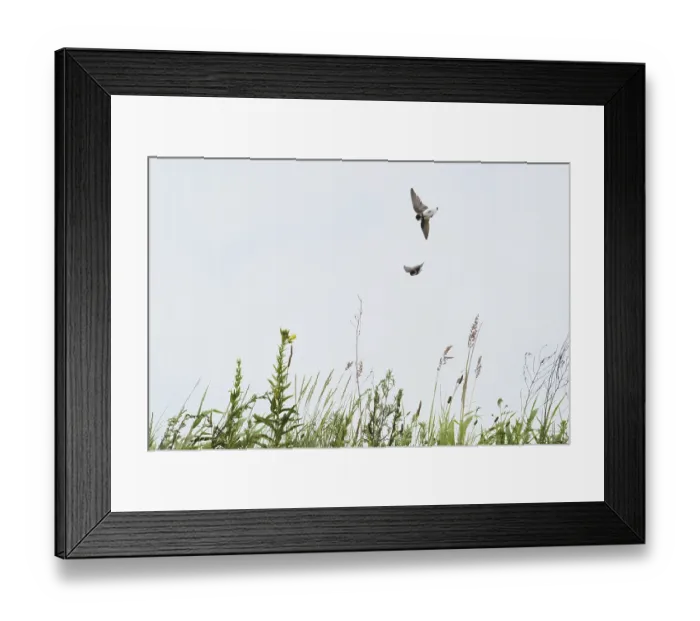 Framed Print : Sand martins (Riparia riparia) flying over a meadow Framed Print : Sand martins (Riparia riparia) flying over a meadow