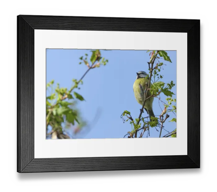 Framed Print : Blue tit (Cyanistes caeruleus) in Norway maple (Acer platanoides)