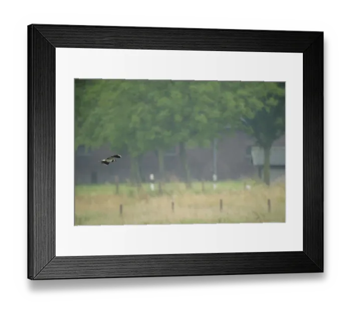 Framed Print : Flying lapwing (Vanellus vanellus) over a field