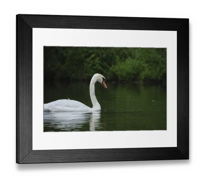 Framed Print : Mute swan (Cygnus olor), Schwalm-Nette nature reserve Framed Print : Mute swan (Cygnus olor), Schwalm-Nette nature reserve